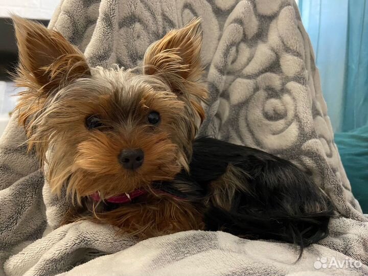 Передержка собак, кошек или др.животных