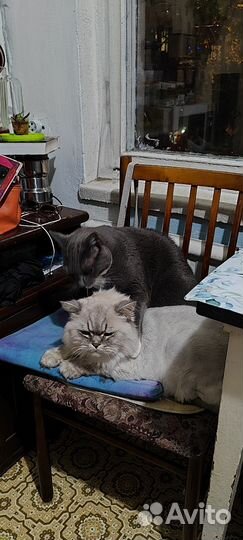 Зоогостиница для животных