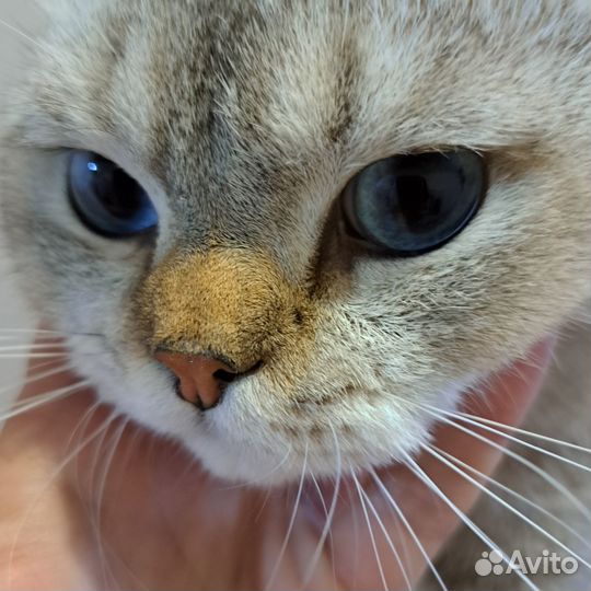 Шотландский Кот фолд вязка
