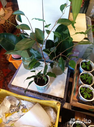 Фикус бенджамина зелёный