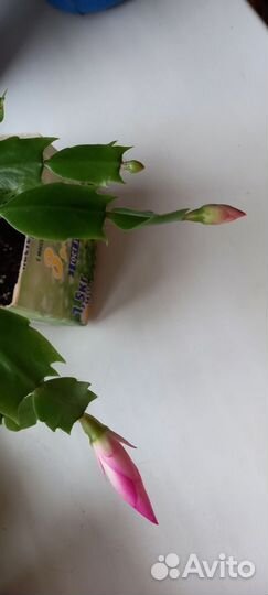 Декабрист шлюмбергера