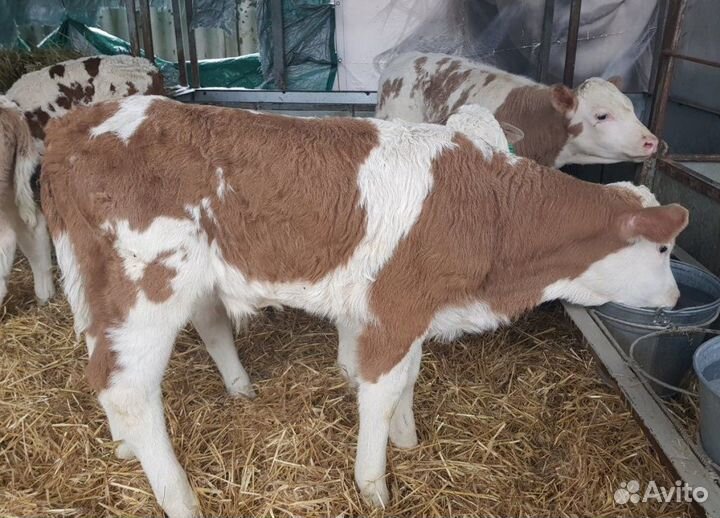 Телки, телята