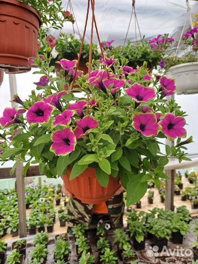 Подвесные кашпо петуния, калебрахоа