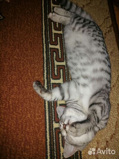Британские котята