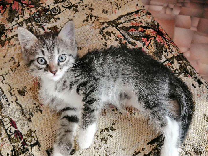 Котенок в добрые руки