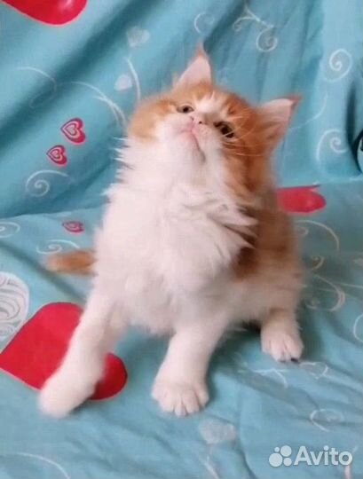 Котенок мейн-кун Девочка