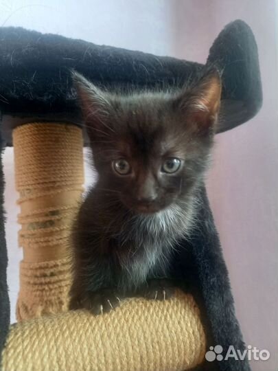 Котята