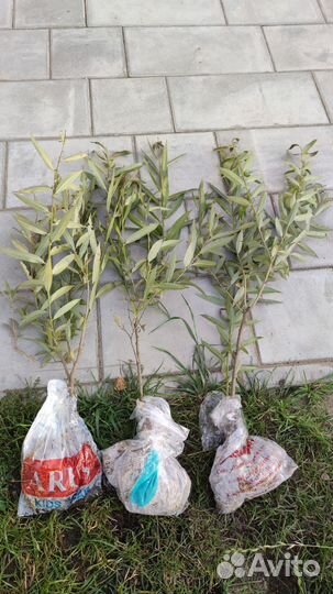 Ива шаровидная