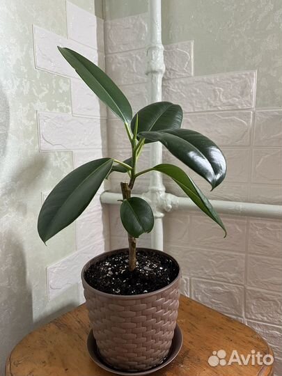 Фикус эластика