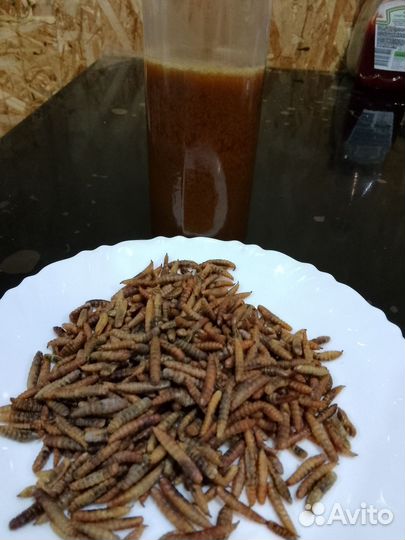 Жир черной львинки