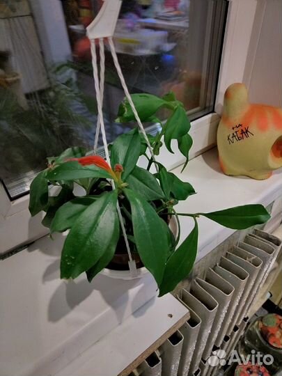 Эсхинантус жар птица