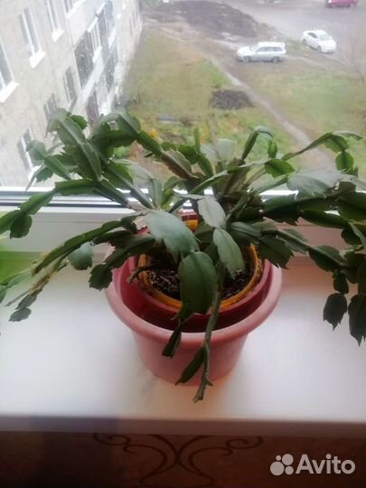 Строманта