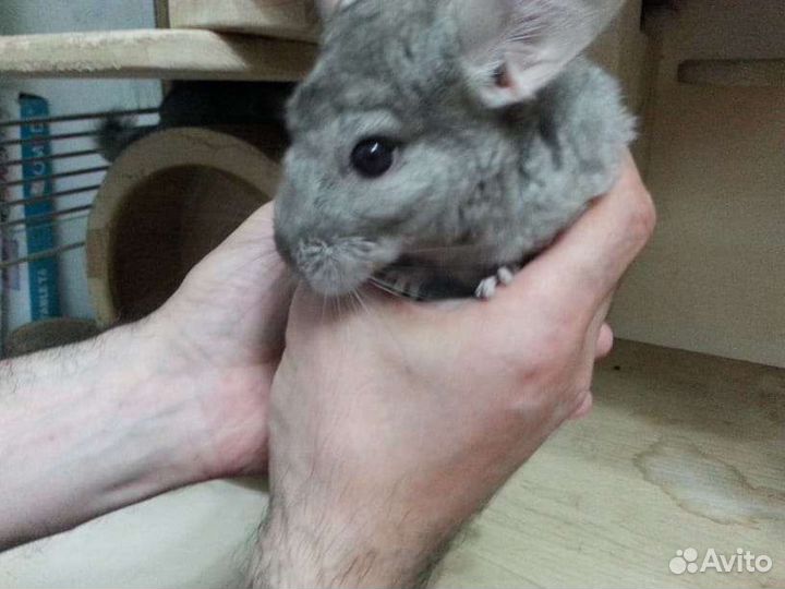 Шиншиллы домашние