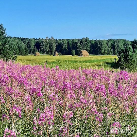 Шиповник и Иван чай (200гр) бесплатная доставка