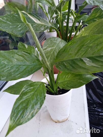 Спатифиллум вариегатный