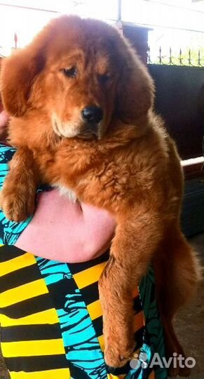 Красный щенок