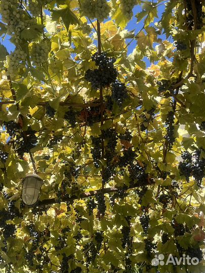 Белый и черный виноград