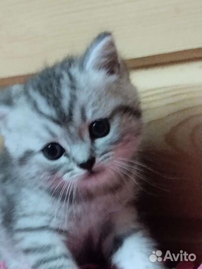 Котята Шотландские