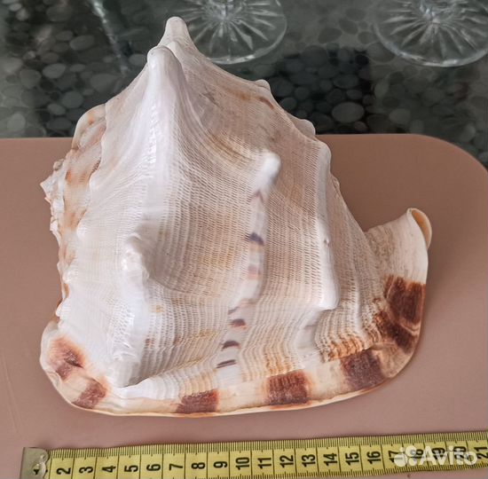 Крупная морская раковина Кассис Корнута 20 -18 см