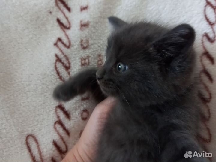Кошка в дар бесплатно