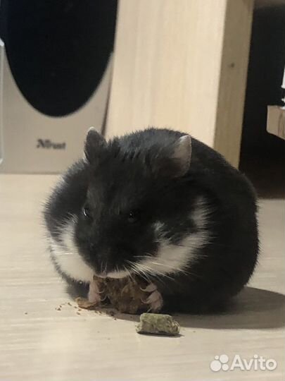 Джунгарский хомяк девочка