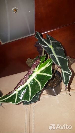 Алоказия полли