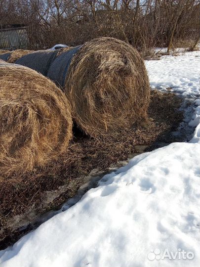 Сено в рулонах 2023 г