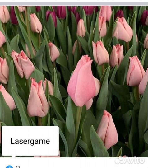 Луковицы сортовых тюльпанов. Часть 1