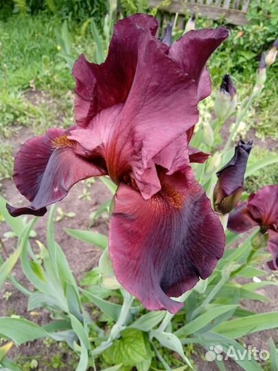 Ирисы бородатые и лилейники