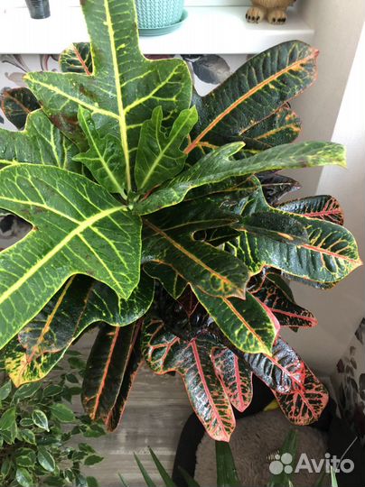 Кротон Кодиеум пёстрый