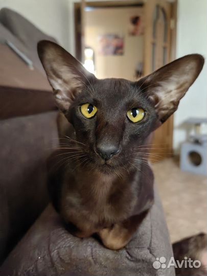 Ориентальная кошка