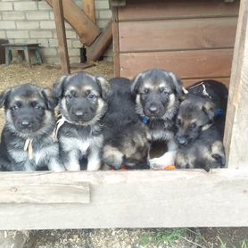 Щенок восточноевропейской овчарки