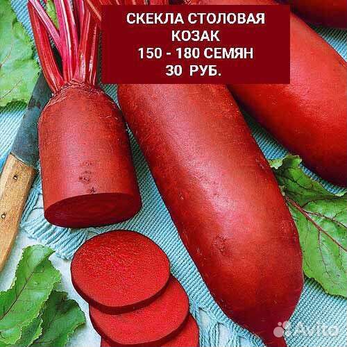 Семена Свёклы