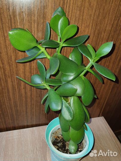 Комнатные растения