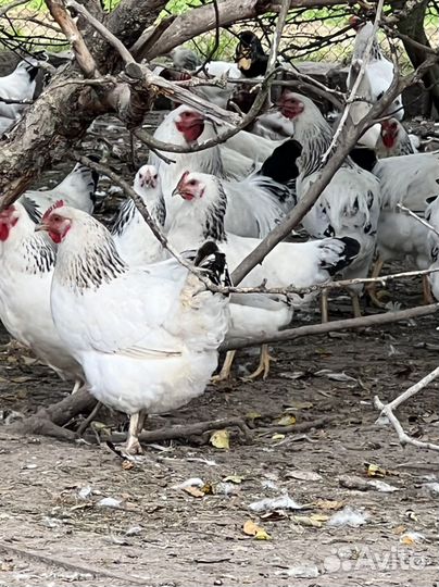 Куры молодки