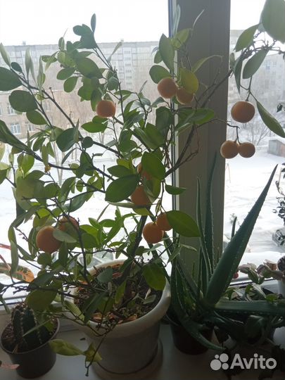 Каламондин