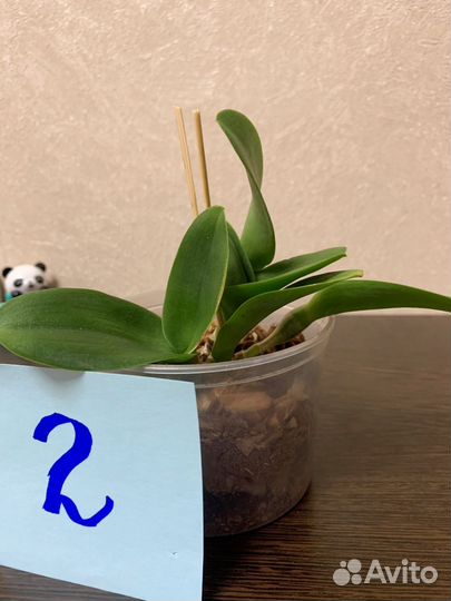 Продам орхидею