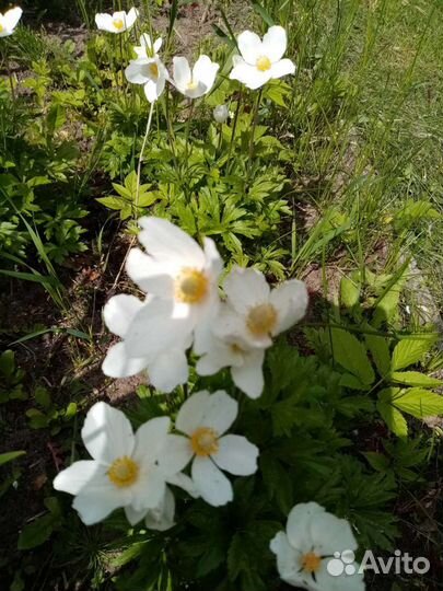 Многолетние растения для сада и дома
