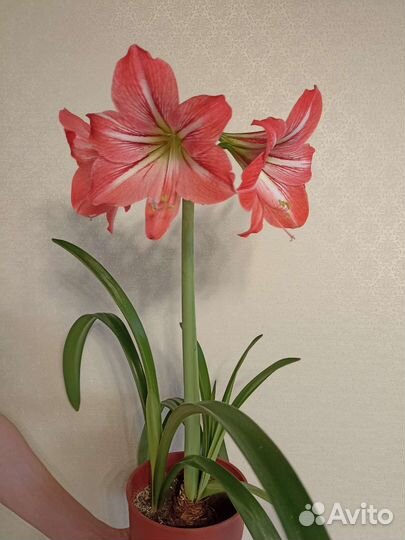 Гиппиаструм