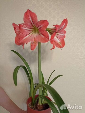 Гиппиаструм