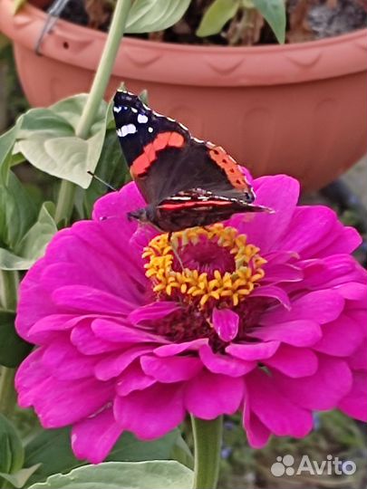 Семена цинии