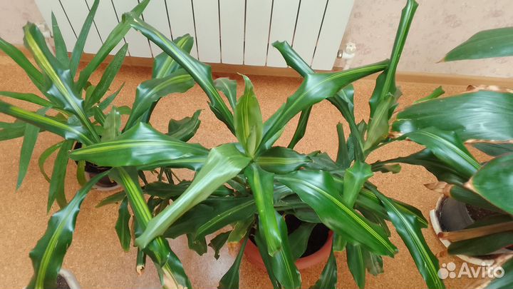 Домашние растения