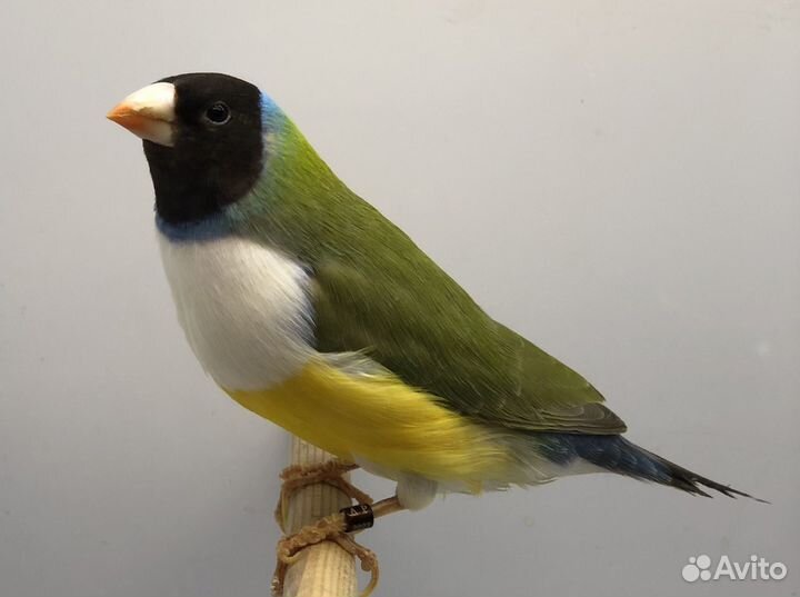 Амадина гульда