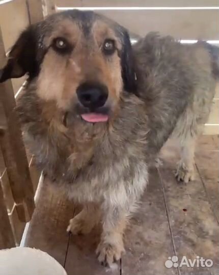 Собака мальчик