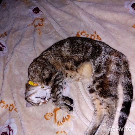 Кошка почти как бенгальская