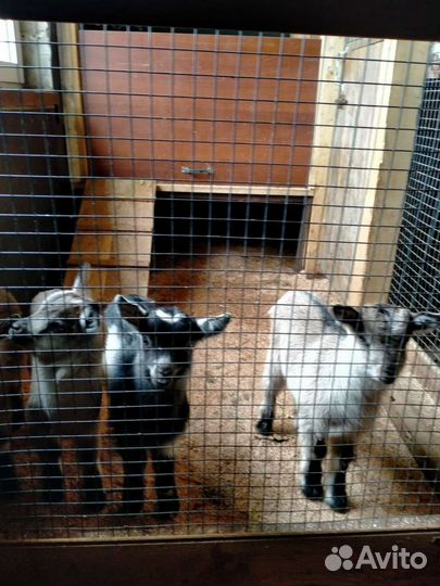 Козлята Коза доставка