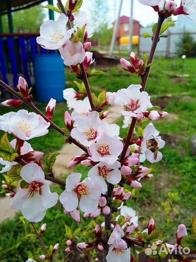 Саженцы вишни войлочной