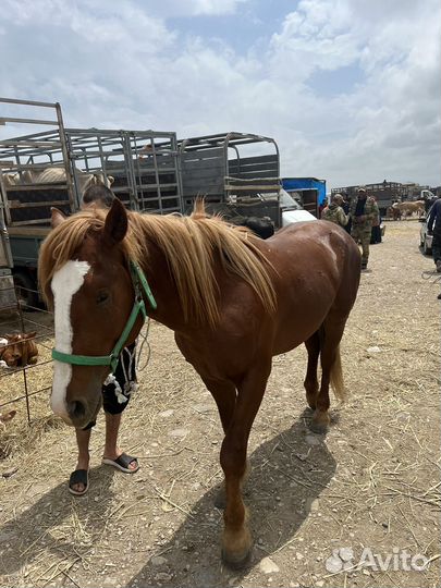 Жеребец тяжеловоз