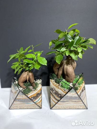 Флорариум Бонсариум