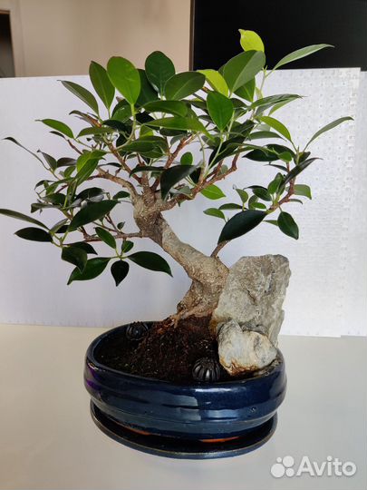 Баньян или Бенгальский фикус - укоренные черенки